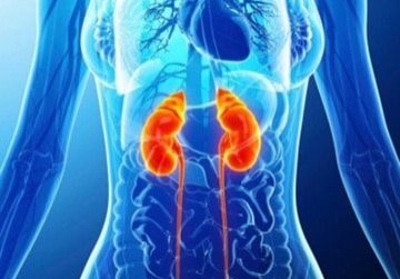 Kidney inflammation