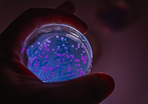 E.Coli bacteria, altered to luminesce under black light