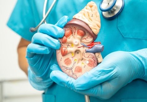 Kidney disease, Chronic kidney disease ckd, Doctor hold human model to treat and study in hospital